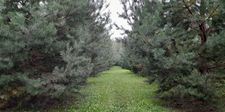 В четверг в Рязанской области ожидается до +22 градусов