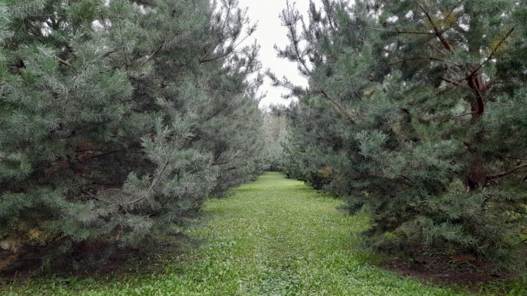 В четверг в Рязанской области ожидается до +22 градусов