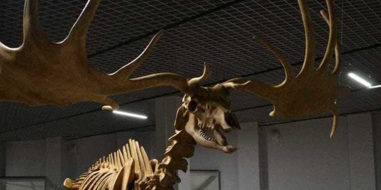 В музейном центре на улице Соборной установят копию скелета мегалоцероса
