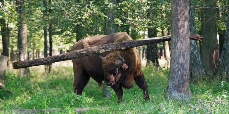 Зубр из Рязани удивил посетителей жонглированием бревном