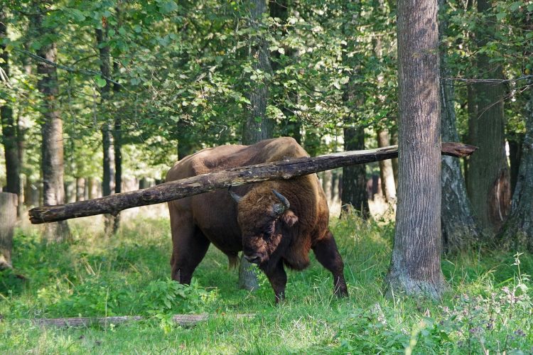 Зубр из Рязани удивил посетителей жонглированием бревном