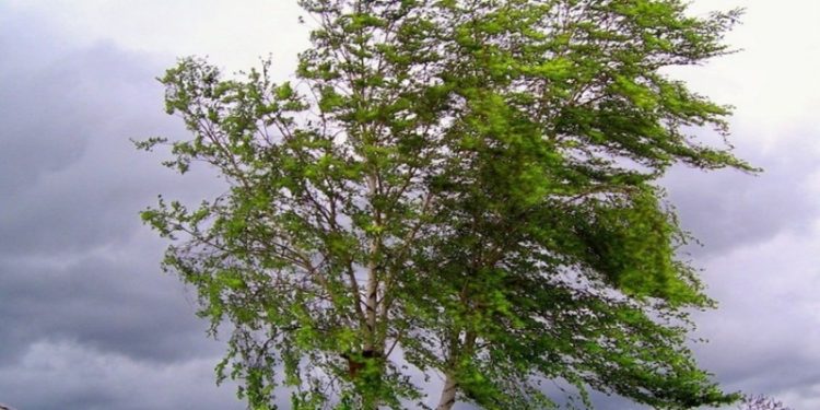 Гидрометцентр: желтый уровень опасности в Рязанской области продлили до 2 июля Гидрометцентр: желтый уровень опасности в Рязанской области продлили до 2 июля