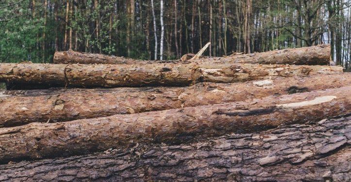 В Рязанской области будут судить главу сельского поселения за служебный подлог