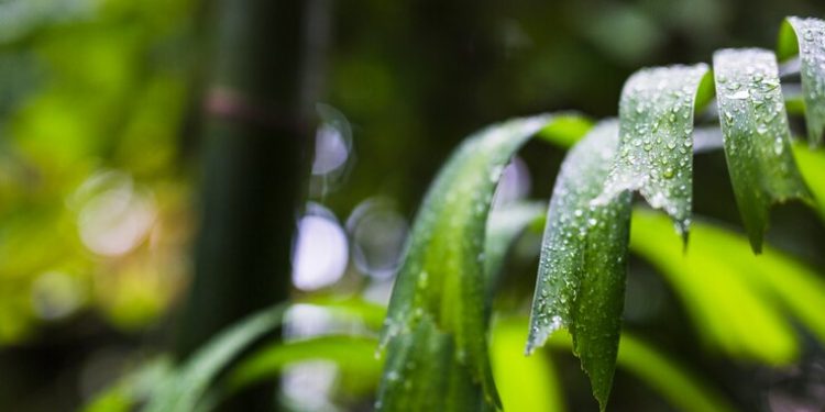 В среду в Рязанской области ожидается гроза и до +25 градусов