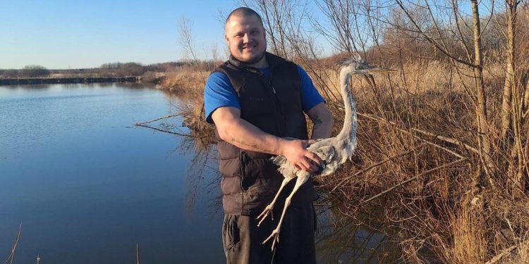 Житель рязанского Кадома, приютивший цаплю, выпустил ее на волю