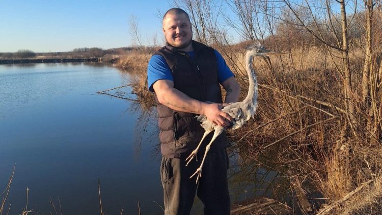 Житель рязанского Кадома, приютивший цаплю, выпустил ее на волю