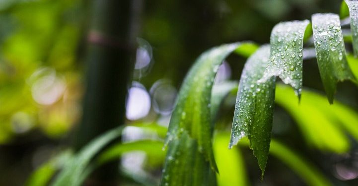 В Рязанской области 19 июля ожидается дождь и до +26 градусов