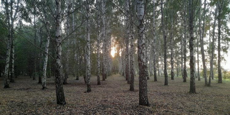 Аномальная жара в Рязанской области сохранится до 22 сентября