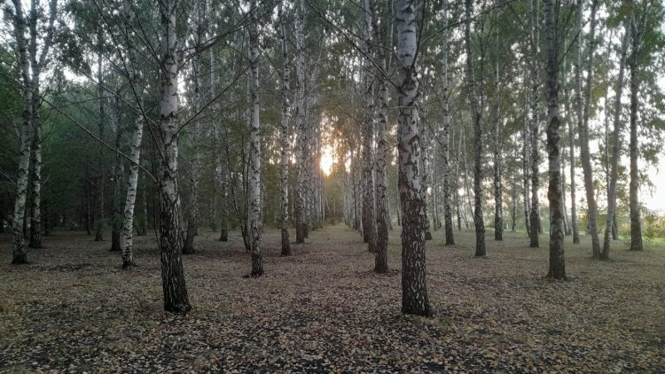 Аномальная жара в Рязанской области сохранится до 22 сентября