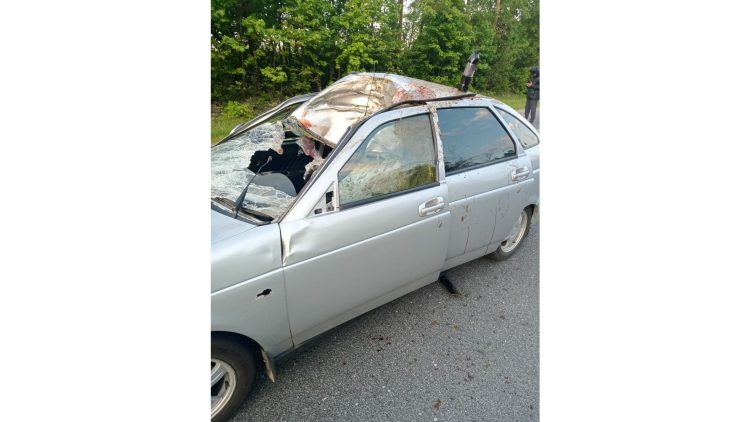 В Шацком районе 23-летний водитель сбил лося