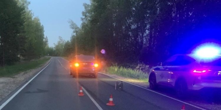 В Спасском районе произошло ДТП с участием лося, пострадала женщина-водитель