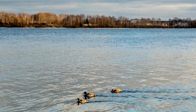 Ремонт наплавного моста возобновит движение в Рязанской области