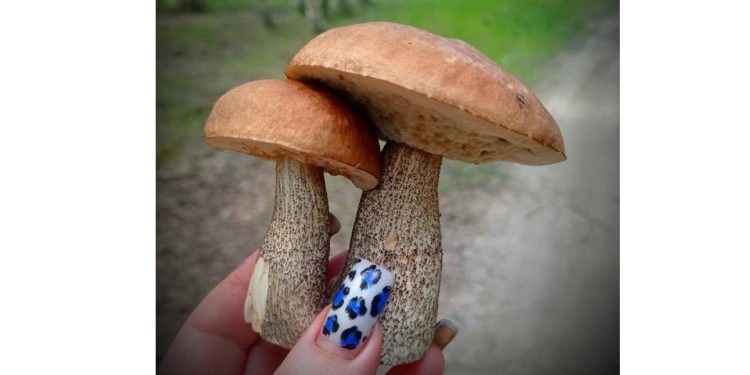 В Кадомском районе открыт сезон ягод и грибов