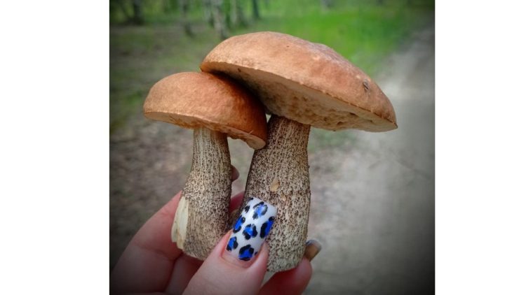 В Кадомском районе открыт сезон ягод и грибов