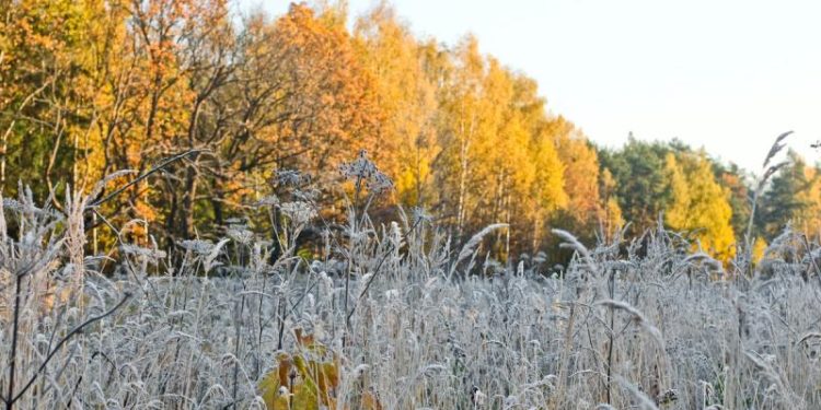 МЧС: 24 сентября в Рязанской области ожидается резкое похолодание