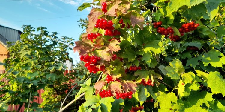 В субботу в Рязанской области потеплеет до +23 градусов