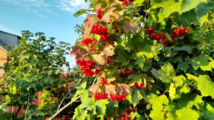 В субботу в Рязанской области потеплеет до +23 градусов