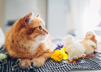 В Рязанском регионе разработали порядок ведения реестра домашних животных