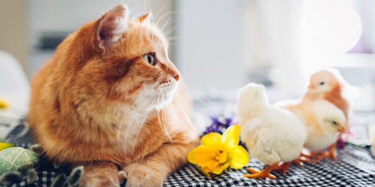 В Рязанском регионе разработали порядок ведения реестра домашних животных