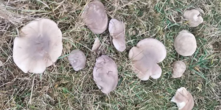 83-летняя жительница рязанского Пронска собрала два ведра рядовок