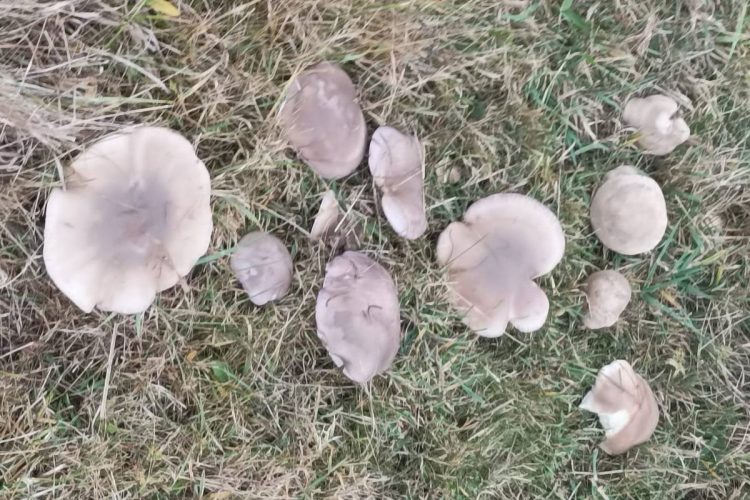 83-летняя жительница рязанского Пронска собрала два ведра рядовок