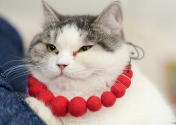 Кошка Ефросинья из Рязани участвует в конкурсе «Хвостатый хранитель»