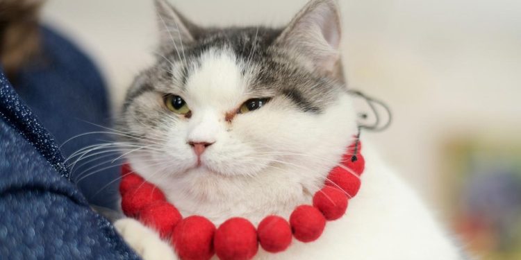 Кошка Ефросинья из Рязани участвует в конкурсе "Хвостатый хранитель" Кошка Ефросинья из Рязани участвует в конкурсе «Хвостатый хранитель»