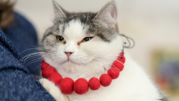 Кошка Ефросинья из Рязани участвует в конкурсе "Хвостатый хранитель"