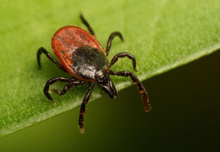 Рязанцев предупредили о раннем пробуждении клещей