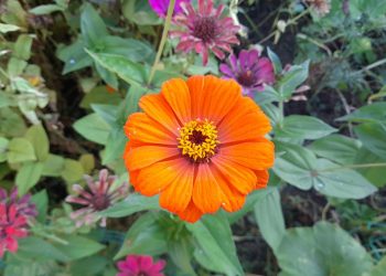 Тишковец: метеорологическая осень наступит в Центральной России на текущей неделе