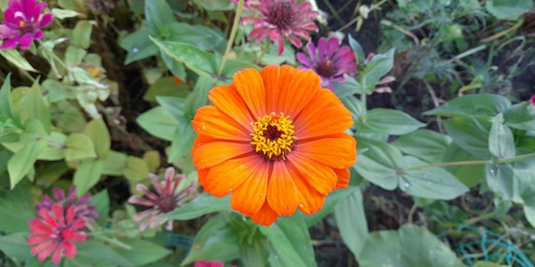 Тишковец: метеорологическая осень наступит в Центральной России на текущей неделе