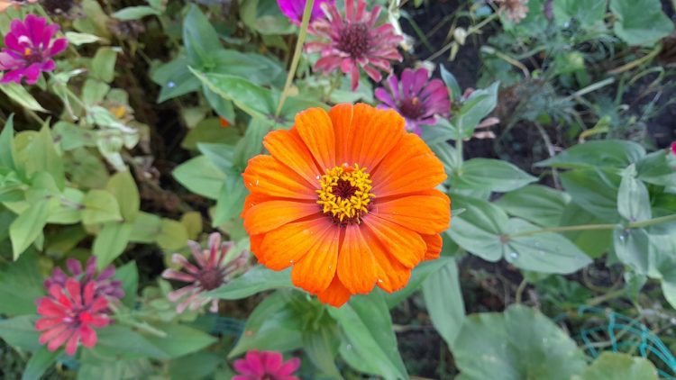 Тишковец: метеорологическая осень наступит в Центральной России на текущей неделе