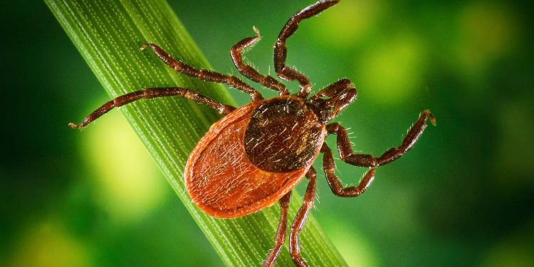 За минувшую неделю в Рязанской области от укусов клещей пострадали 67 человек