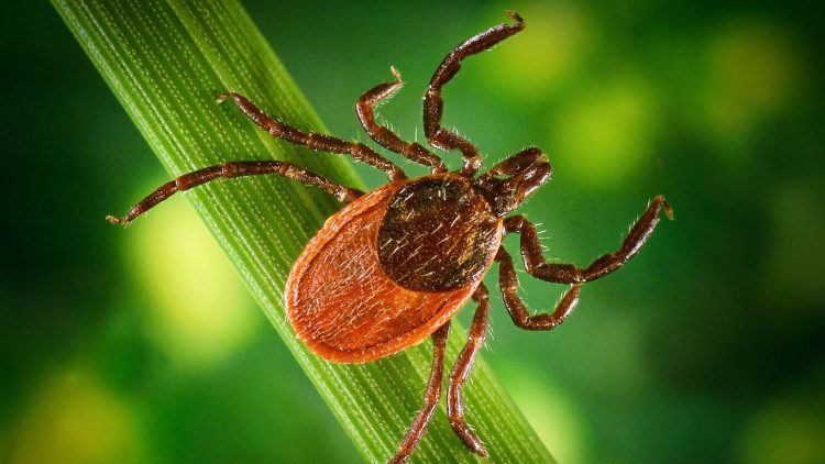 За минувшую неделю в Рязанской области от укусов клещей пострадали 67 человек