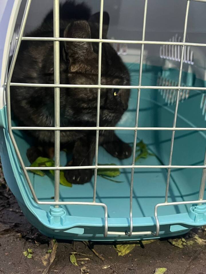 Рязанские волонтеры спасли двух котов