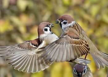 В России сосчитали всех воробьев