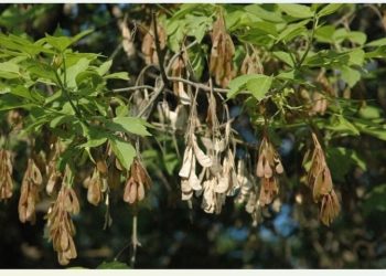 В России запретили клены