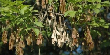 В России запретили клены