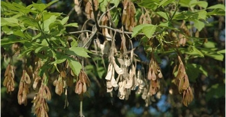 В России запретили клены