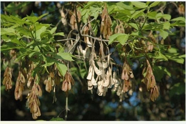 В России запретили клены В России запретили клены