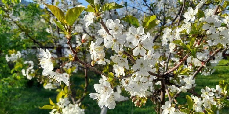 Вильфанд: погода в Центральной России во второй половине апреля будет теплой, как в июне Вильфанд: погода в Центральной России во второй половине апреля будет теплой, как в июне