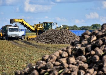 В Рязанском регионе стартовал сезон по переработке сахарной свеклы В Рязанском регионе стартовал сезон по переработке сахарной свеклы