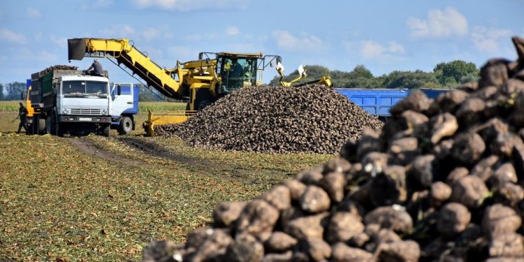 В Рязанском регионе стартовал сезон по переработке сахарной свеклы