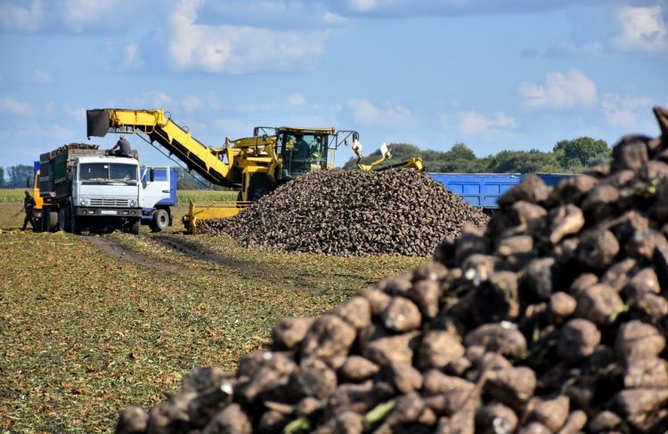 В Рязанском регионе стартовал сезон по переработке сахарной свеклы