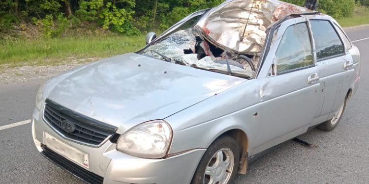 Рязанские полицейские рассказали подробности ДТП с участием лося