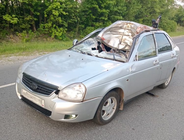 Рязанские полицейские рассказали подробности ДТП с участием лося