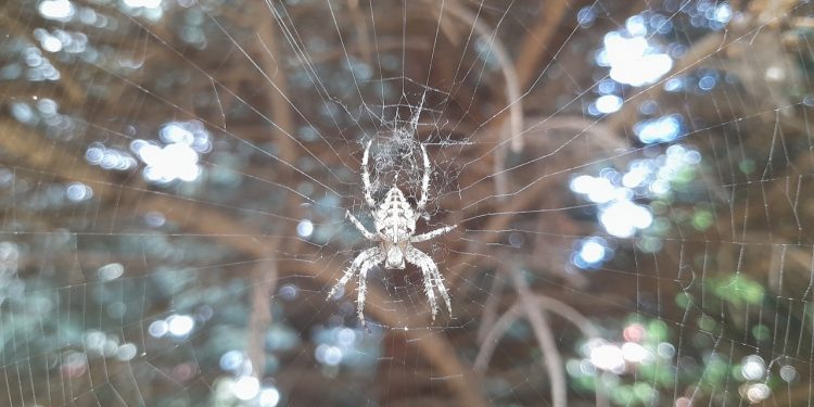 В рязанском ТРЦ "Малина" выставка пауков и скорпионов проходила с нарушениями В рязанском ТРЦ «Малина» выставка пауков и скорпионов проходила с нарушениями
