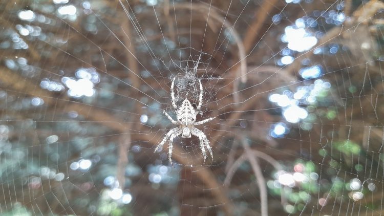 В рязанском ТРЦ "Малина" выставка пауков и скорпионов проходила с нарушениями