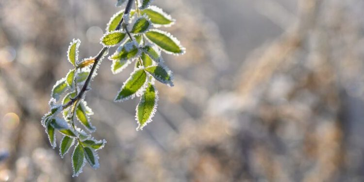 Синоптик Вильфанд объяснил, чем обусловлены аномальные холода в мае