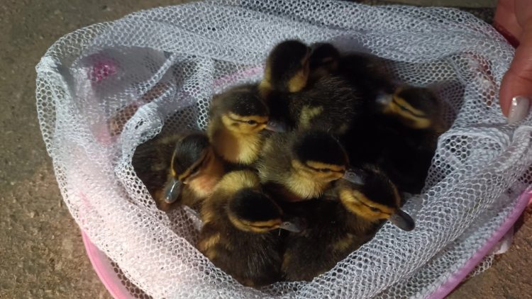 Рязанские волонтеры спасли утят, упавших в коллектор